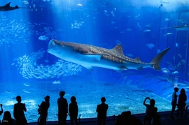 One-day tour to the northern part of Okinawa Churaumi Aquarium in Japan|Mount Manzamo・Kouri Island・American Village|Accompanied by a Chinese tour guide|Departing from Naha・Chatan|Parent-child package available 4