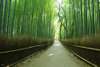 Arrive at Arashiyama and take a stroll along the bamboo forest path (180 minutes including meal time)