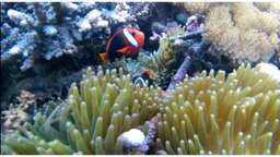 3 Points Snorkeling & Lembongan Tour, AUD 98.10