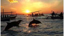 Sunrise Dolphin Package plus Breakfast at Lovina Beach, Rp 229.500