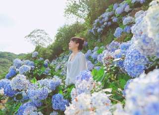 [2024 Hydrangea Season Pre-sale] Exclusive 5% discount online on Traveloka｜Yangmingshan & New Taipei Wanli Flower Season|Gaojia Hydrangea Field Tickets, ₱ 167.03