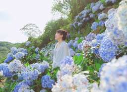 [Exclusive 50% off] Taipei | Yangmingshan Gaojia Hydrangea Field Tickets, ₱ 172.24