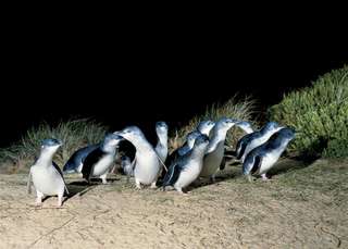 Phillip Island Wildlife Park & Penguin Parade Day Tour from Melbourne | Victoria