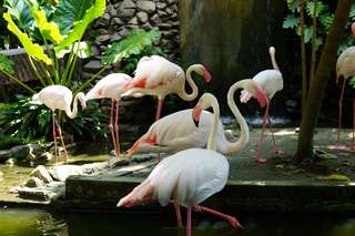Penang Bird Park Tickets, Rp 191.280