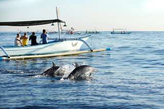 Lovina dolphin dan snorkeling, berenang dengan lumba lumba dengan pilihan tur, Rp 150.000