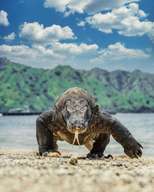 OPEN TRIP DAILY HIGHLIGHT OF KOMODO ISLAND