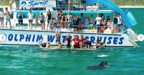 Port Stephens Dolphin Watching Cruise