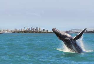 Sydney Whale Watching Cruise