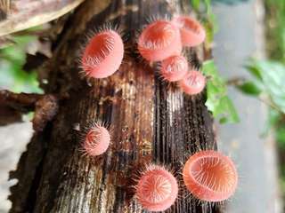 Langkawi Rainforest Explorer