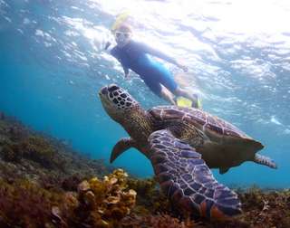 Diving Bersama Grand Luley Manado , Rp 250.000