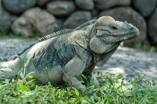 Bali Reptile Park, THB 300.49