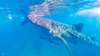 Head to Bohol to see the fantastic Whale Shark