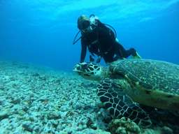 Beginner Diving / Discover Scuba Diving by Nangmi Travel (meeting point on Gili Trawangan)