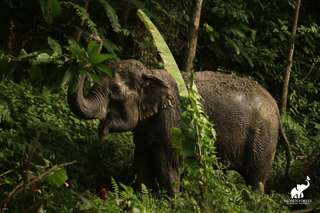 Hidden Forest Elephant Reserve in Phuket | Thailand