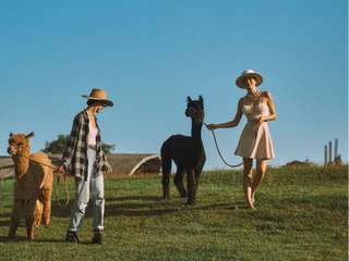 Pacha Alpaca - Alpaca Connection in Nuanu