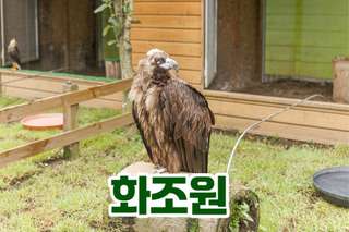 Vé Vườn Chim Jeju Hwajowon