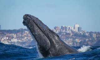 Sydney 2 Hour Whale Watching Express Cruise