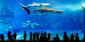 Okinawa GoGo! 3 Sightseeing Pass (Churaumi Aquarium + Choose 2 Destinations)