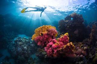 Napaling Reef and Sardines Freediving Experience | Panglao, Philippines