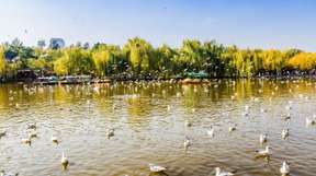 8-Day Kunming, Dali, Lijiang and Shangri-La Private Tour: Kunming Golden Temple, Zhuanxin Wet Market, Stone Forest Scenic Area, Dali Ancient, Erhai Lake