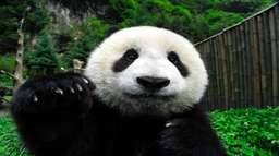 One day tour of Dujiangyan  China Giant Panda Park[one-day tour of giant panda feeding experience/close observation/feeding/cleaning, RM 882.57
