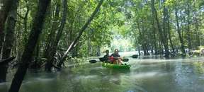 Mangrove Kayaking Budget Package