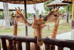 ทัวร์อยุธยา: ศรีอยุธยา ไลอ้อน ปาร์ค + วัดโบราณ & ชุดไทย, THB 1,583.95