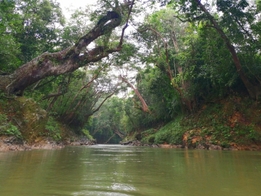 Little Amazon River Kayak Experience in Terengganu 2