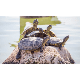 Glass Bottom Boat + Turtle island, VND 678.115