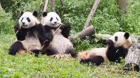 Chengdu Private Day Tour to Chengdu Panda Base & City Highlights Visiting