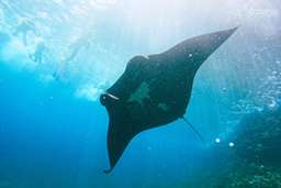 Manta Snorkeling with Lunch at Nusa Lembongan, Rp 562.360