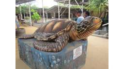 TURTLE ISLAND (1 BOAT / 1 HOUR/ 8 PAX), ₱ 4,707.50