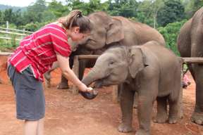 Half-Day Morning Visit to Elephant Land