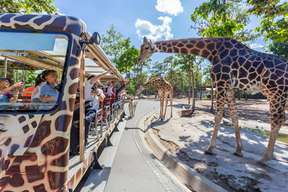 Doi Suthep, Chiang Mai University, and Night Safari Tour