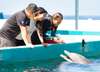 Get up close to dolphins ad play with them without getting wet