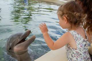 Sea Life Park Ticket with Dolphin Aloha Experience | Hawaii