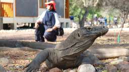 Kelana Yuk Sailing Komodo 3D2N, Rp 5.355.000