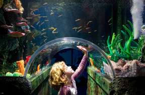 SEA LIFE Melbourne Aquarium Tickets