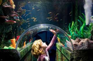 SEA LIFE Melbourne Aquarium Tickets, SGD 43