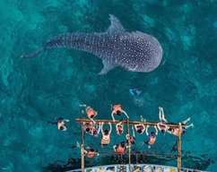 Bohol Private Day Tour: Whale Shark Snorkeling Experience, Ermita Ruins, Loay River Cruise, Bee Farm & Dauis Church | Philippines