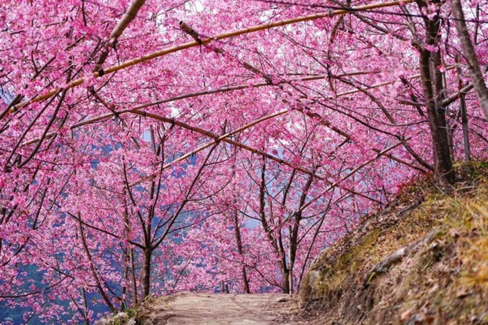 2024 Cherry Blossom Season|Smangus, Neiwan Station & Yulao Observation ...
