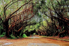 마츠 전세차 | 난간 전세 차량 8시간 1일 투어 | 선택 관광명소 및 전문 운전기사 가이드 4