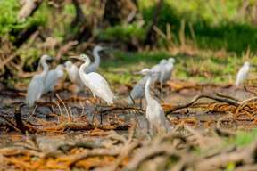 2D1N Tour | Chau Doc - Long Xuyen: Tra Su Melaleuca Forest, Sam Mountain, Long Xuyen Crocodile Farm (From Ho Chi Minh)