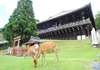 Stroll around Nara Park and meet the deers (80 mins)