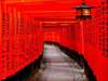 Visit the signature Fushimi Inari Taisha Shrine(80 mins, will not be included in the tours from 1/1~1/5 due to the  traffic control)