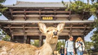 Kyoto & Nara Day Tour from Osaka/Kyoto: Fushimi Inari Taisha Shrine & Nara Park with Japanese Lunch Option, S$ 85.22