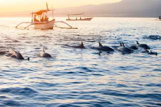 Paket Terlaris 3 Hari Wisata Tur Dengan Dolphin Sunrise Lovina , Rp 1.939.012