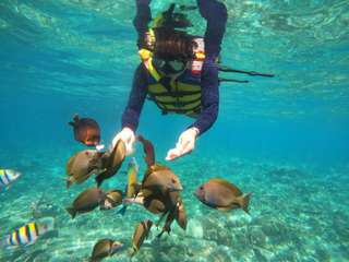 Snorkeling in 3 Gili Islands (Trawangan, Meno, Air) with Private Glass Bottom Boat
, 46,904원