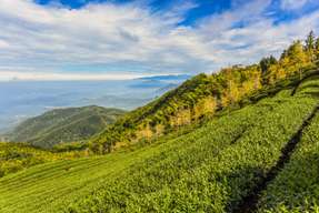 Xitou Day Tour: Dalun Mountain Tea Garden, Dexing Waterfall & Shima Park (Departure from Taichung City) | Nantou, Taiwan