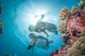 Snorkel or Dive in The Great Barrier Reef Full Day Tour from Cairns